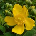 Hypericum hookerianum 'Hidcote' fleur P2B P2C